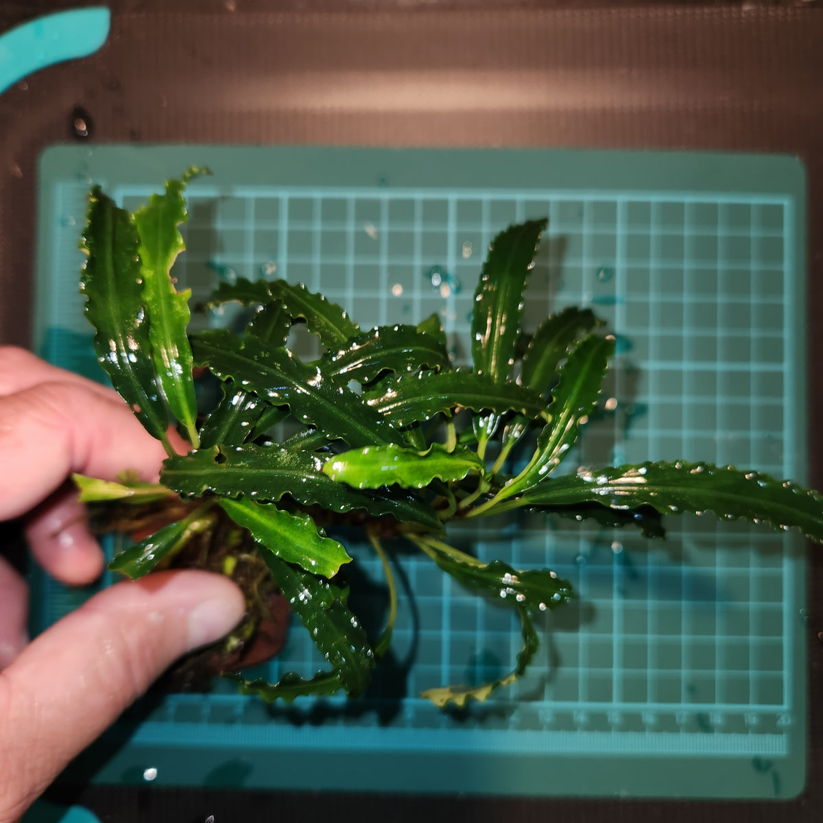 Bucephalandra -Crocodile Land – Nicks Aquatics