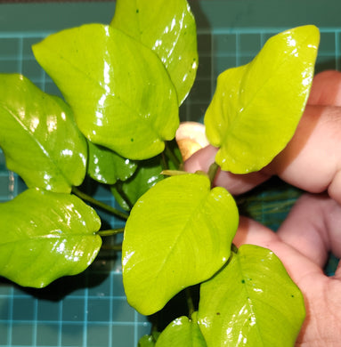 Anubias - Golden