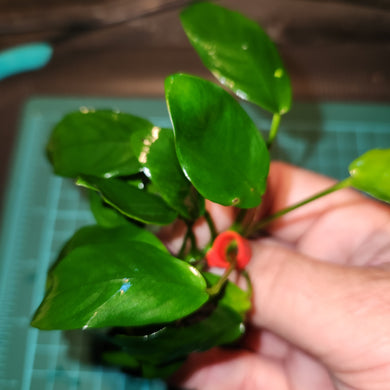 Anubias - Nana portions