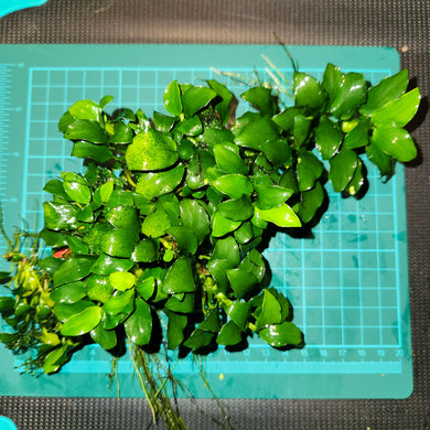 Anubias - Nana Petite Large portions