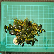 Load image into Gallery viewer, Bucephalandra - Dark Venus