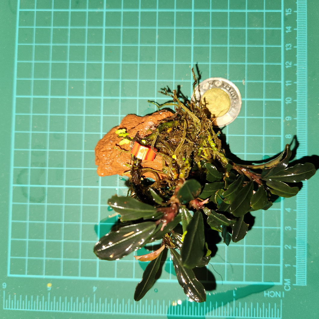 Bucephalandra - Phantom
