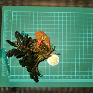 Bucephalandra - Phantom