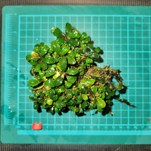 Load image into Gallery viewer, Bucephalandra - Brownie Amanda