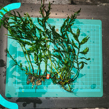 Load image into Gallery viewer, Bolbitis Heudelotii -  African Water fern