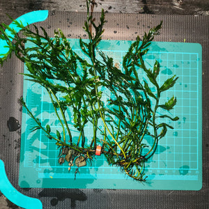 Bolbitis Heudelotii -  African Water fern