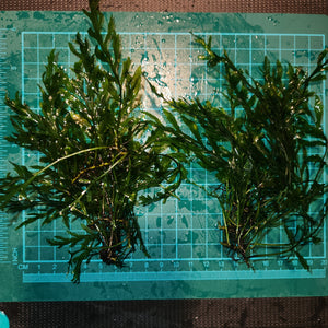 Bolbitis Heudelotii -  African Water fern