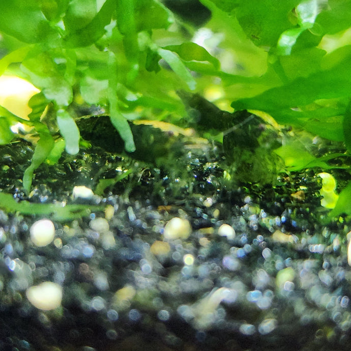 10 Green Jade Shrimp -mid grade