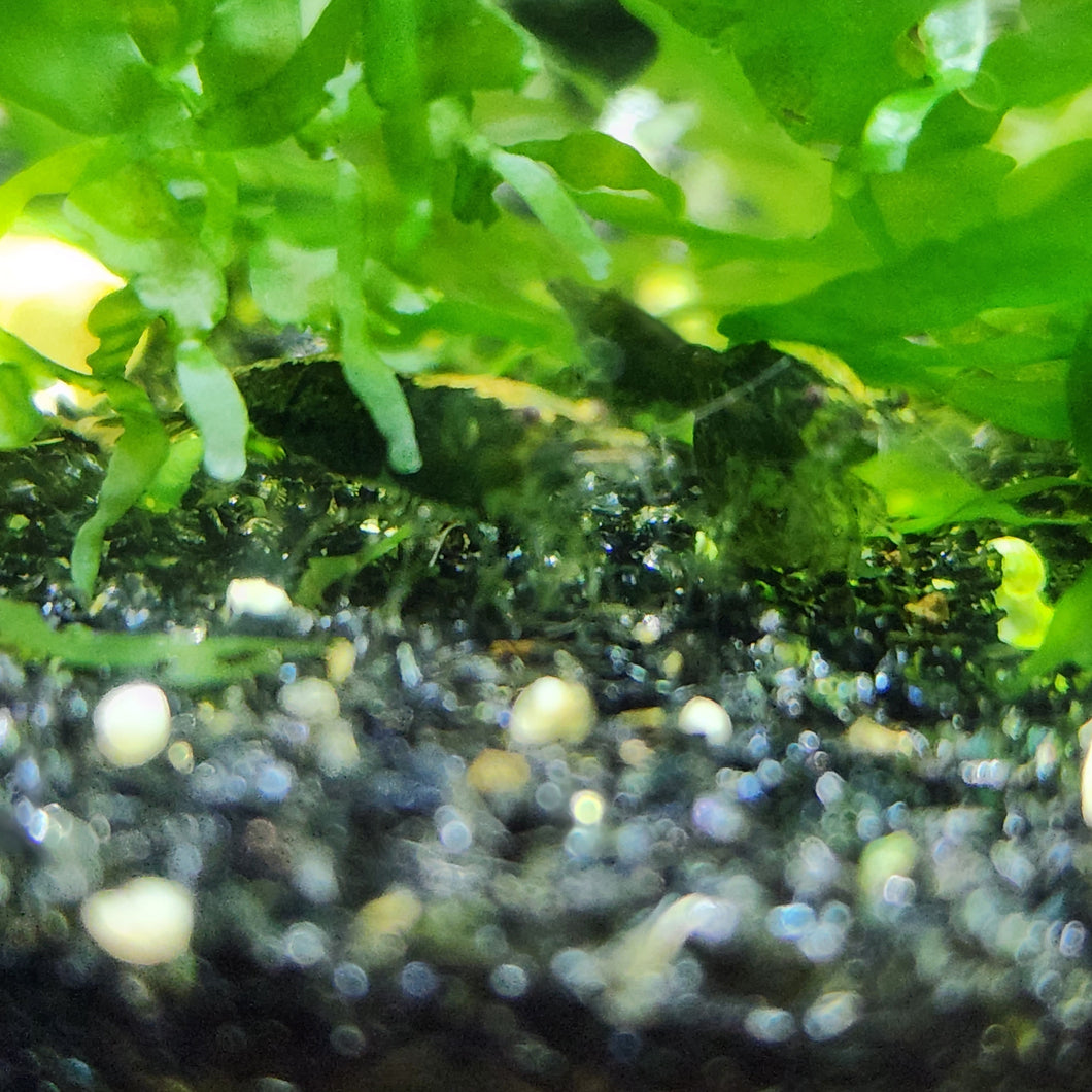 10 Green Jade Shrimp -mid grade