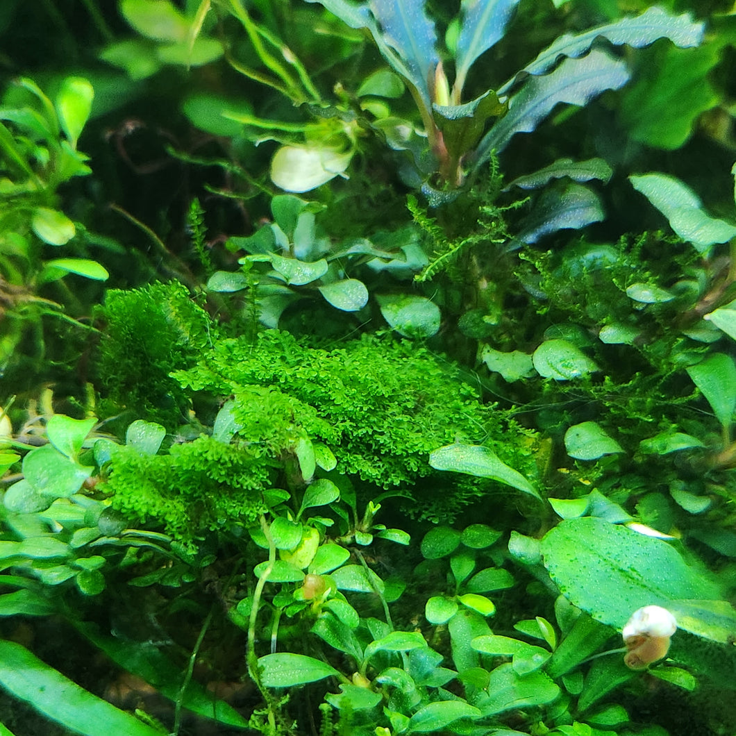 Coral Moss