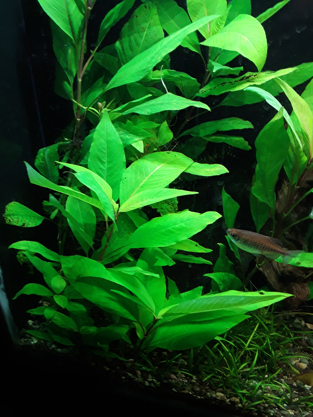 Hygrophila corymbosa