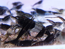 Load image into Gallery viewer, 12 Shrimp Skittles pack