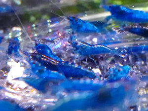 Blue Dream Shrimp