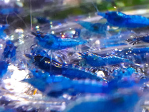 10 Blue Dream Shrimp