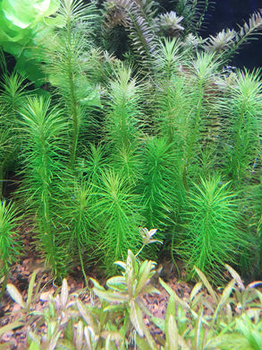 Pogostemon Erectus