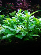 Load image into Gallery viewer, Staurogyne repens