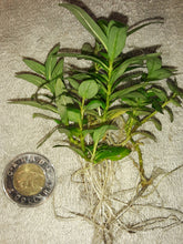 Load image into Gallery viewer, Staurogyne repens