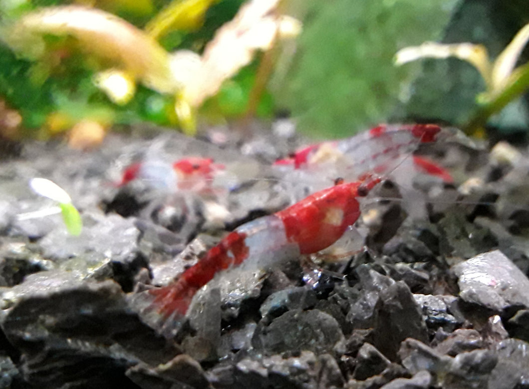 Red Rill Neocaradina