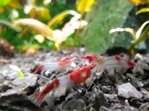10 Red Rilli