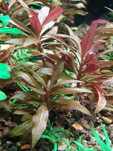 Alternanthera-reineckii