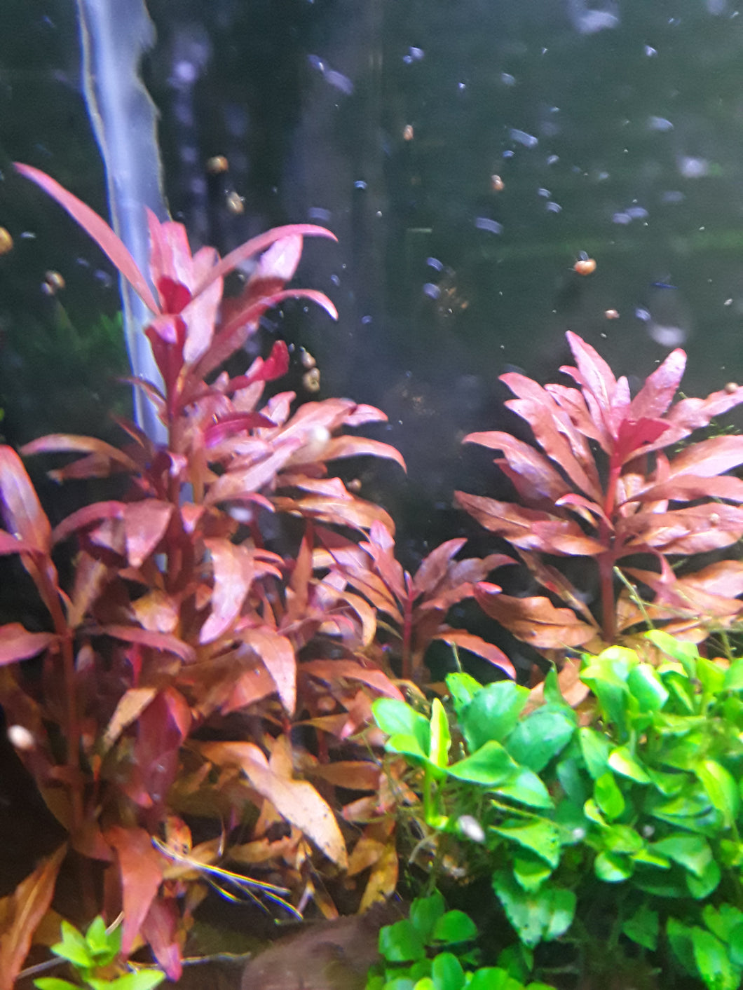 Alternanthera-reineckii
