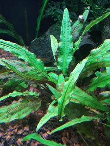 Crypt Wendtii Green