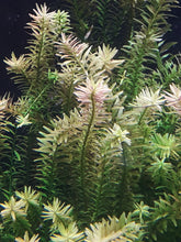 Load image into Gallery viewer, Rotala Rotundifolia