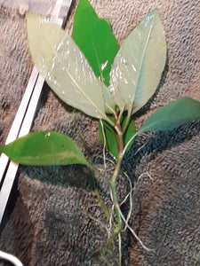 Hygrophila corymbosa