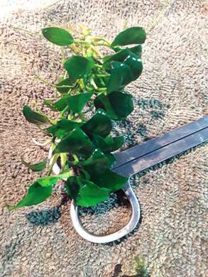 Anubias Nana Petite -2