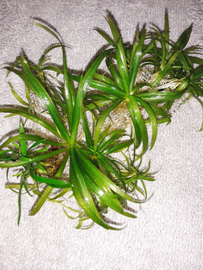 Star Grass