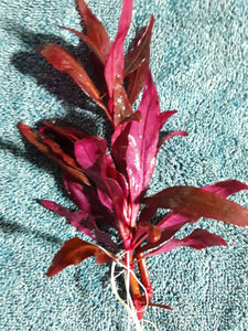 Alternanthera-reineckii