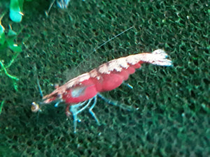 10 Neocaridina Culls