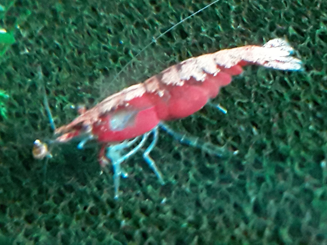 10 Neocaridina Culls