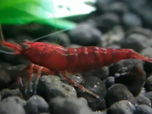 Load image into Gallery viewer, 12 Shrimp Skittles pack