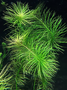Pogostemon Stellatus