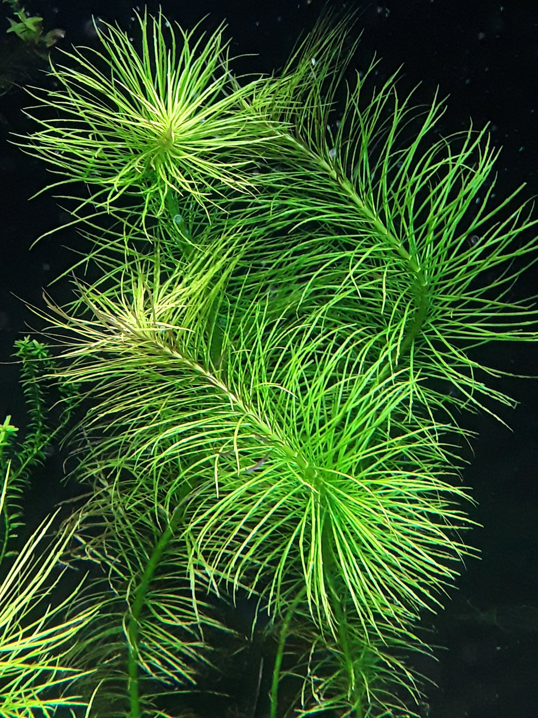 Pogostemon Stellatus
