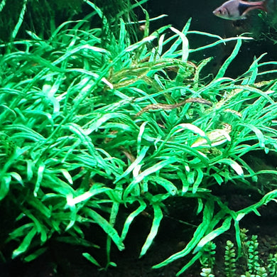 Narrow Leaf Java Fern, Microsorum Pteropus