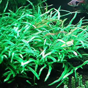 Narrow Leaf Java Fern, Microsorum Pteropus