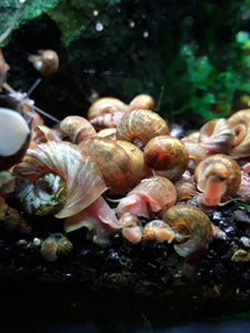 6 Rams Horn Snails
