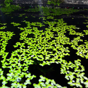 Duckweed