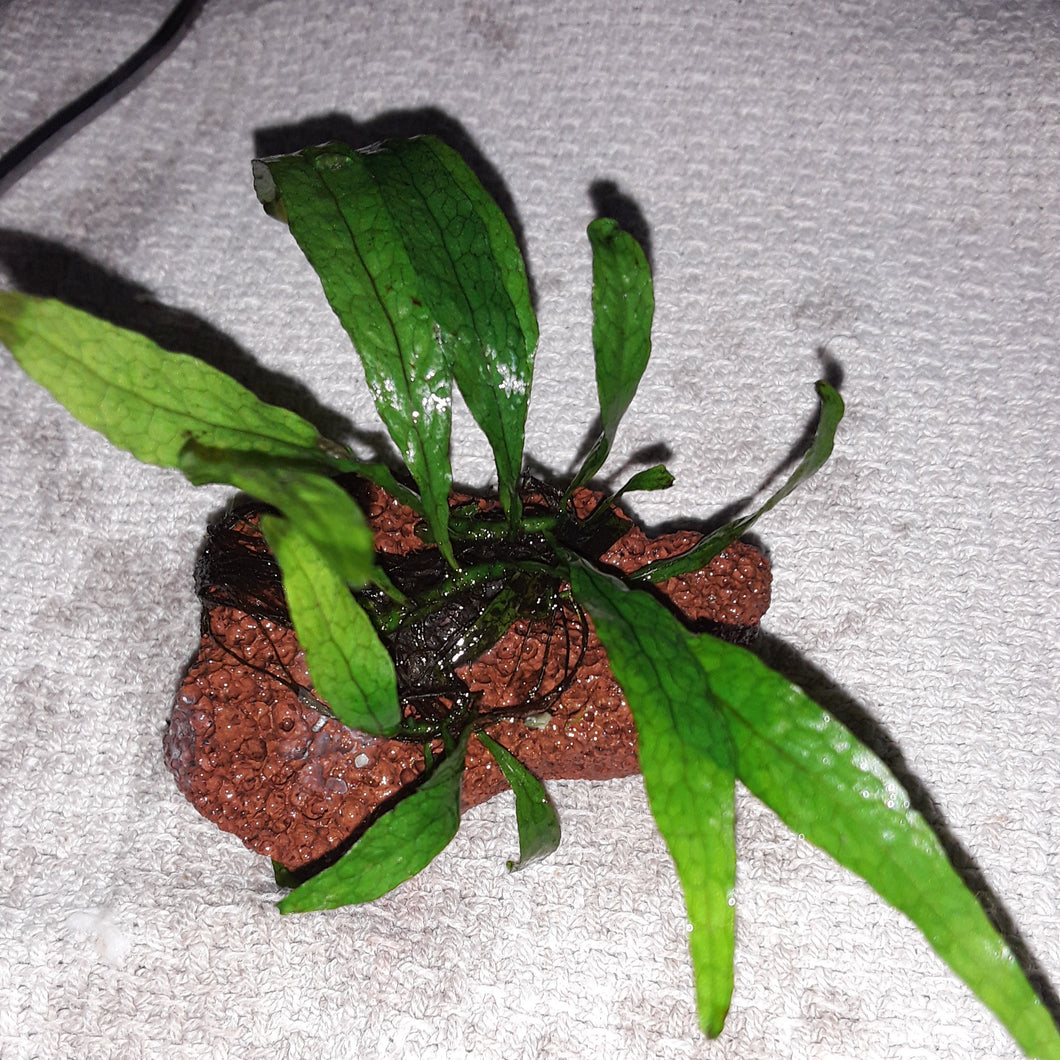 Java Fern