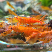 Load image into Gallery viewer, 12 Shrimp Skittles pack