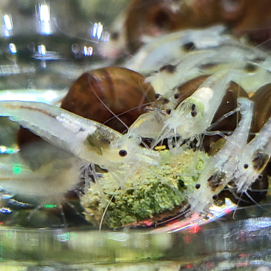 10 Snowball Neocaradina Shrimp