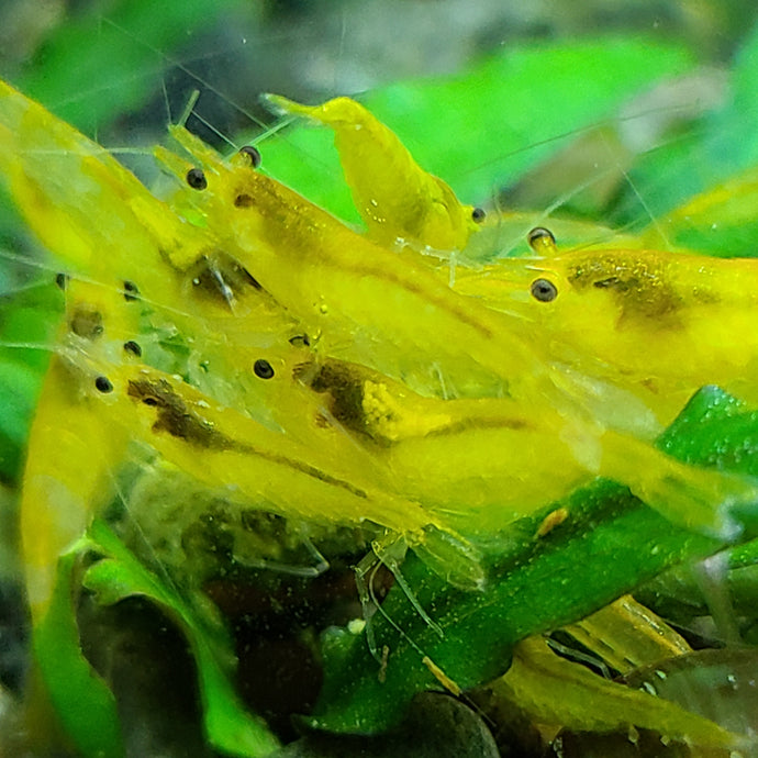 Yellow Neocaradina