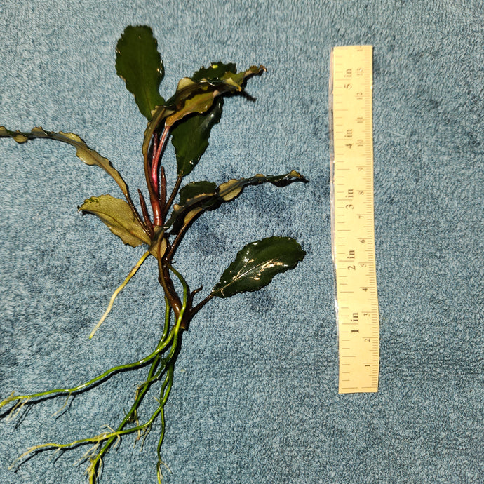 Bucephalandra - Wavey Green Single piece