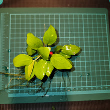 Load image into Gallery viewer, Anubias - Golden