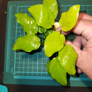 Anubias - Golden