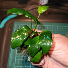 Load image into Gallery viewer, Anubias - Nana portions