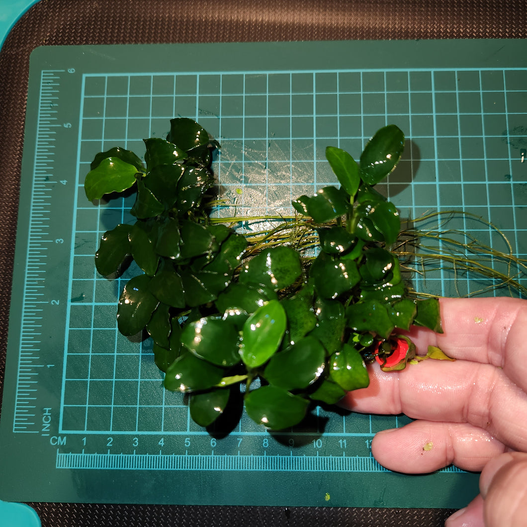 Anubias - Nana Petite Large portions