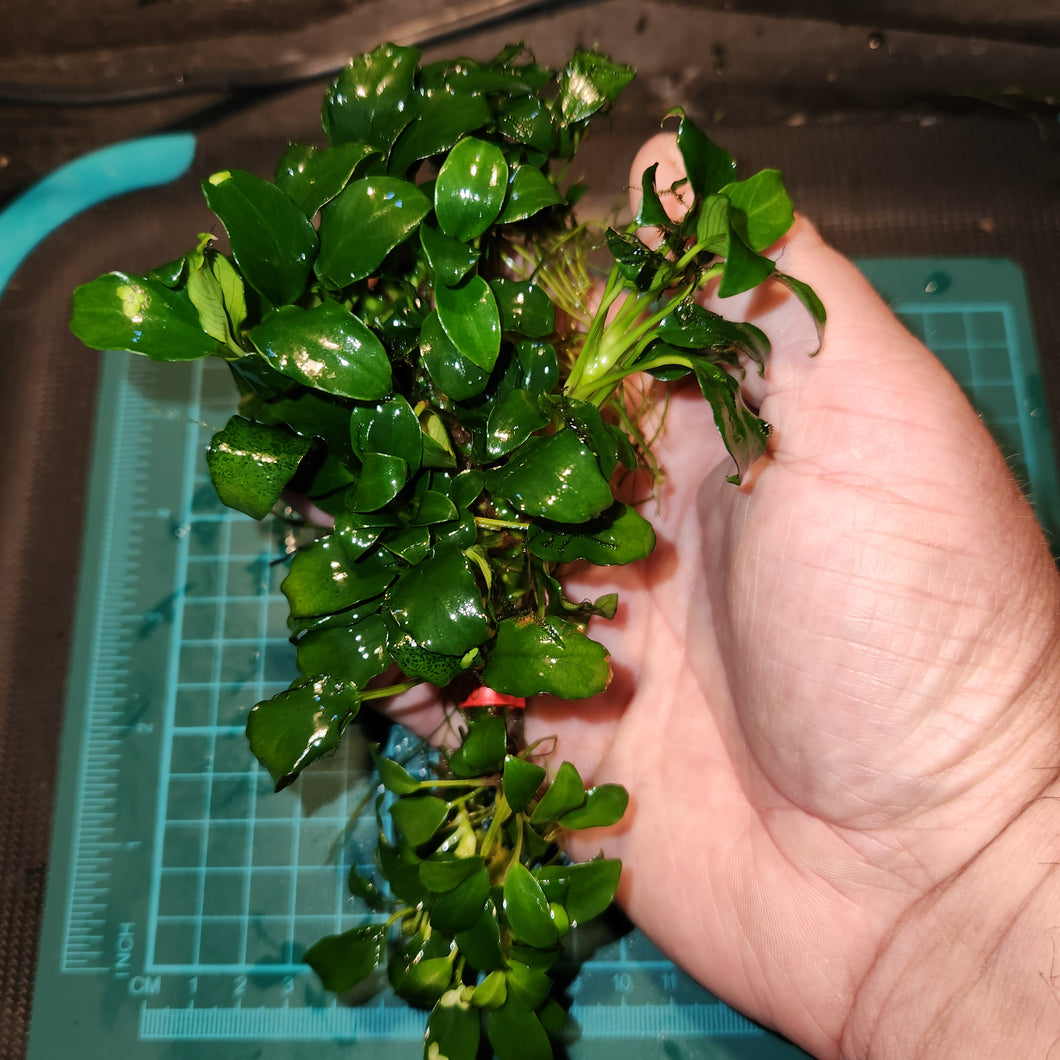 Anubias - Nana Petite Large portions